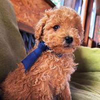 Barboncini toy albicocca