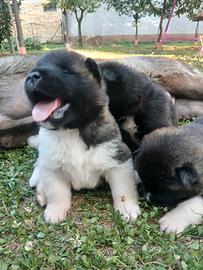 Cuccioli Akita americano