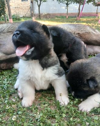 Cuccioli Akita americano