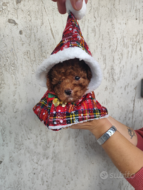 Cucciolandia mini toy