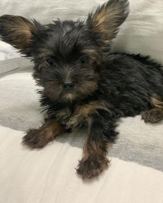 Cucciolo Yorkshire mini