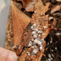 Isopodi Cubaris Panda king