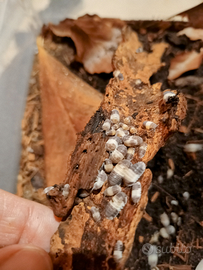 Isopodi Cubaris Panda king