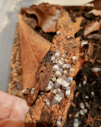Isopodi Cubaris Panda king
