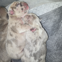 Piccoli bulldog francese esotici lilac/merle/fawun