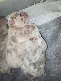 Piccoli bulldog francese esotici lilac/merle/fawun