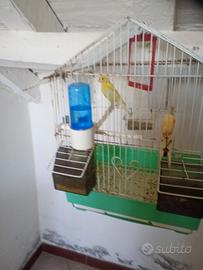 Animali canarino