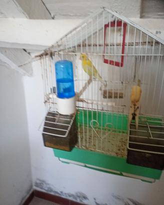 Animali canarino
