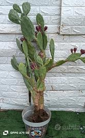 fico d'india opuntia chumbera 