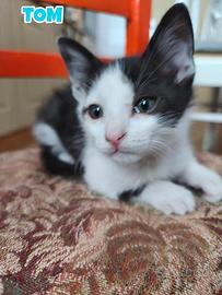 Gattino di 3 mesi