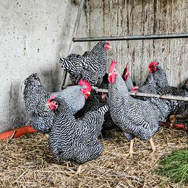 pulcini di galline amrock 