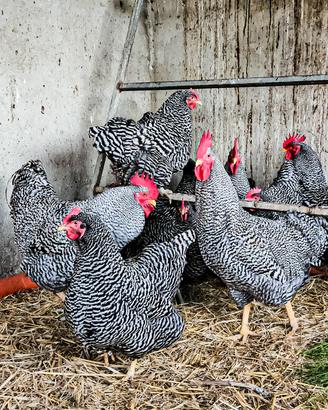 pulcini di galline amrock 