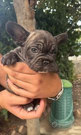 Bulldog francese femminuccia