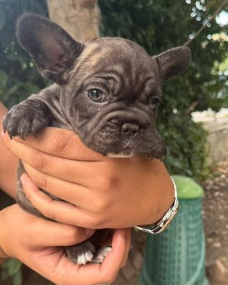 Bulldog francese femminuccia