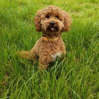 Barboncino maschio per monta