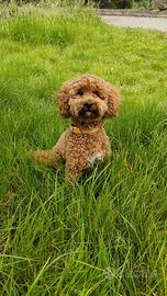 Barboncino maschio per monta