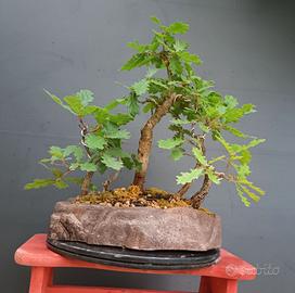 Boschetto bonsai quercia