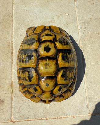 Tartaruga di terra femmina