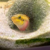 Ciclidi africani Pelvicachromis Pulcher