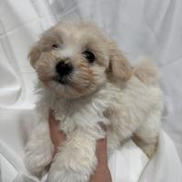 Maltipoo femmina