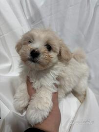 Maltipoo femmina