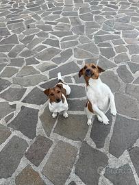 Jack russel