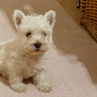 West highland white terrier