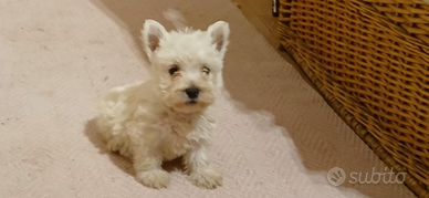 West highland white terrier