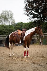 Paint Horse castrone