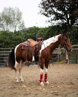 Paint Horse castrone