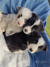 Border Collie femminucce
