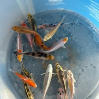 Carpe koi