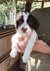Springer spaniel inglese