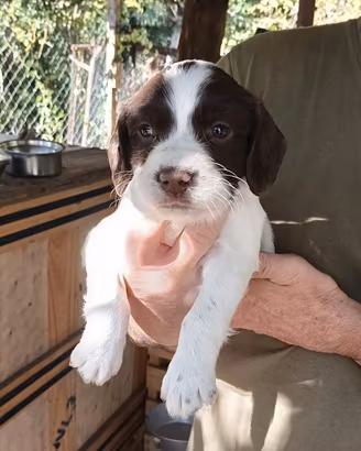 Springer spaniel inglese
