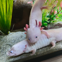 Axolotl adulti