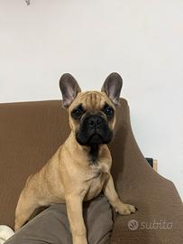 Cucciolo bulldog francese
