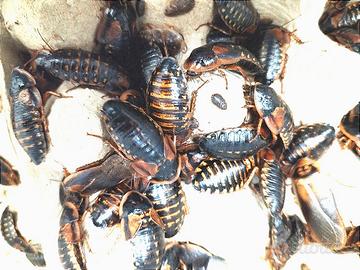 Blatte Dubia a San Giuliano Milanese/spedisco