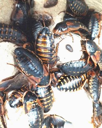 Blatte Dubia a San Giuliano Milanese/spedisco