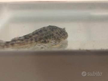 Plecostomus o pleco