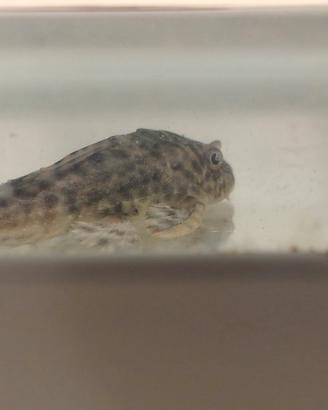 Plecostomus o pleco