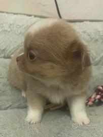 Chihuahua cucciolo PL