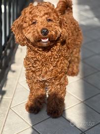 Barboncino toy nano femmina