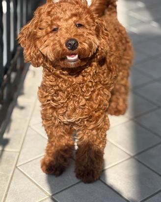 Barboncino toy nano femmina