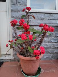 Corona di Cristo (Euphorbia Milii) – talea radicat