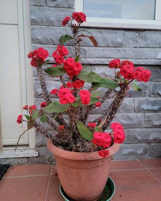 Corona di Cristo (Euphorbia Milii) – talea radicat