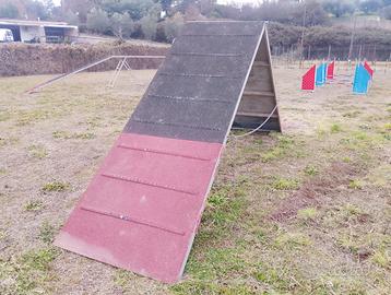 Attrezzi agility dog