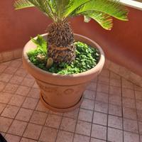 3 Vasi 2 con cikas e 1 vaso senza