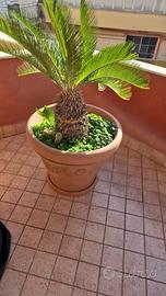 3 Vasi 2 con cikas e 1 vaso senza