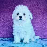 Maltesi femmine con Pedigree ENCI