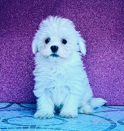 Maltesi femmine con Pedigree ENCI